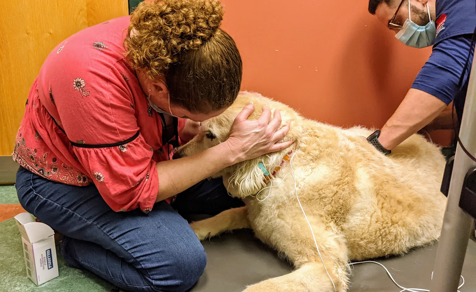 Dr. Rupp Head-to-Head with Golden Retriever Dr. Rupp Head-to-Head with Golden Retriever