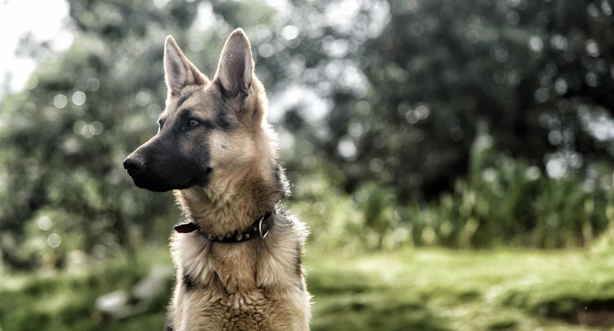 A German Shepard sitting outside looking over to the side A German Shepard sitting outside looking over to the side