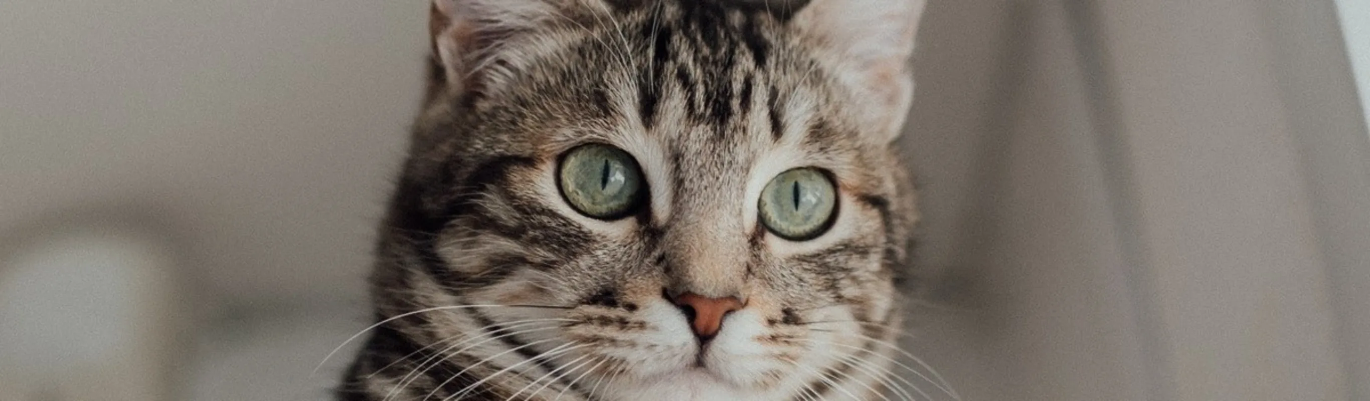 Cat with green eyes. Cat with green eyes.