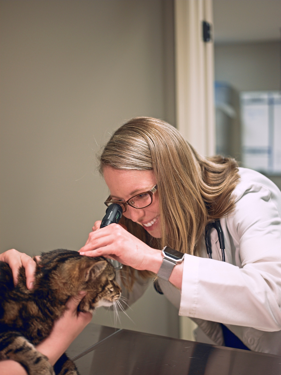 Dog getting ears checked