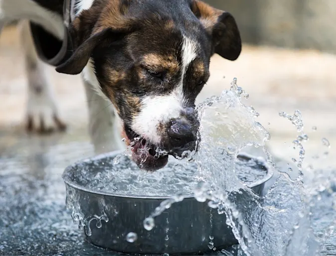 Emergency Pet Care of Texas 400013 Emergency Pet Care of Texas 400013