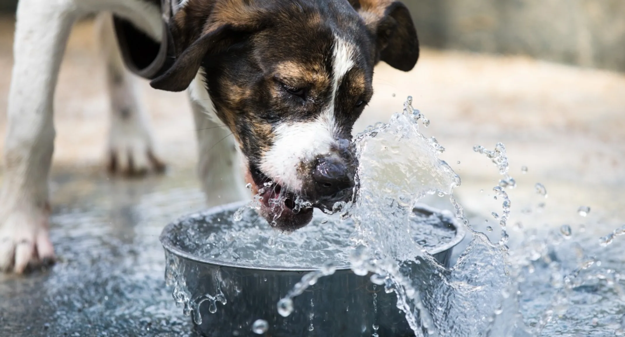 Emergency Pet Care of Texas 400013 Emergency Pet Care of Texas 400013