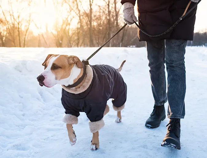 Dog walking in snow with owner on leash Dog walking in snow with owner on leash