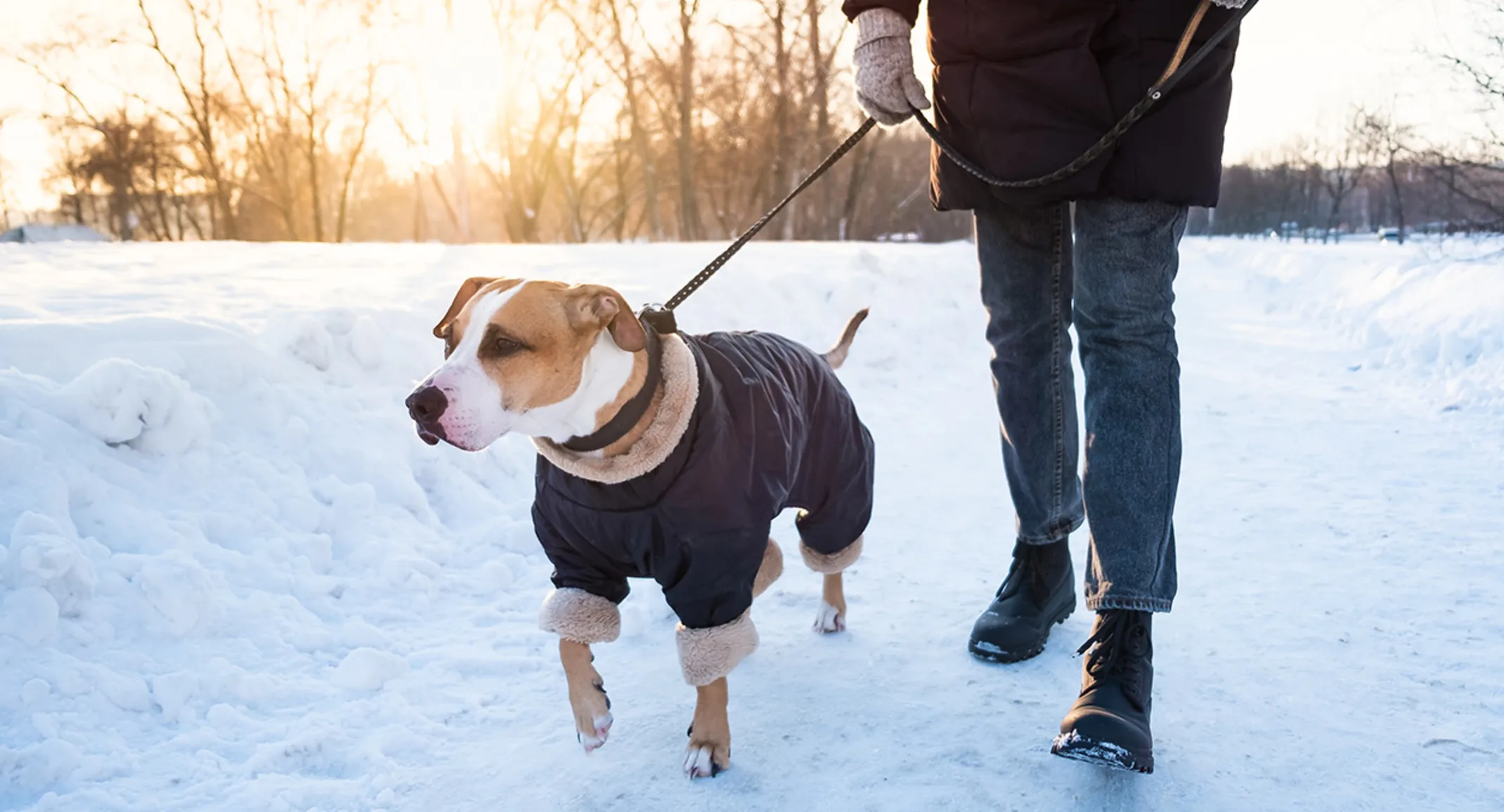 Dog walking in snow with owner on leash Dog walking in snow with owner on leash