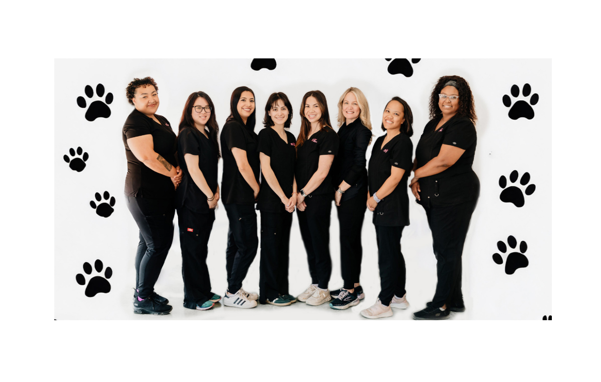 Team at Houston Cat Hospital