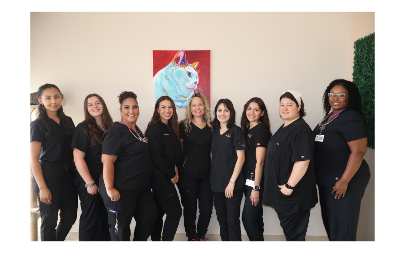 Team at Houston Cat Hospital