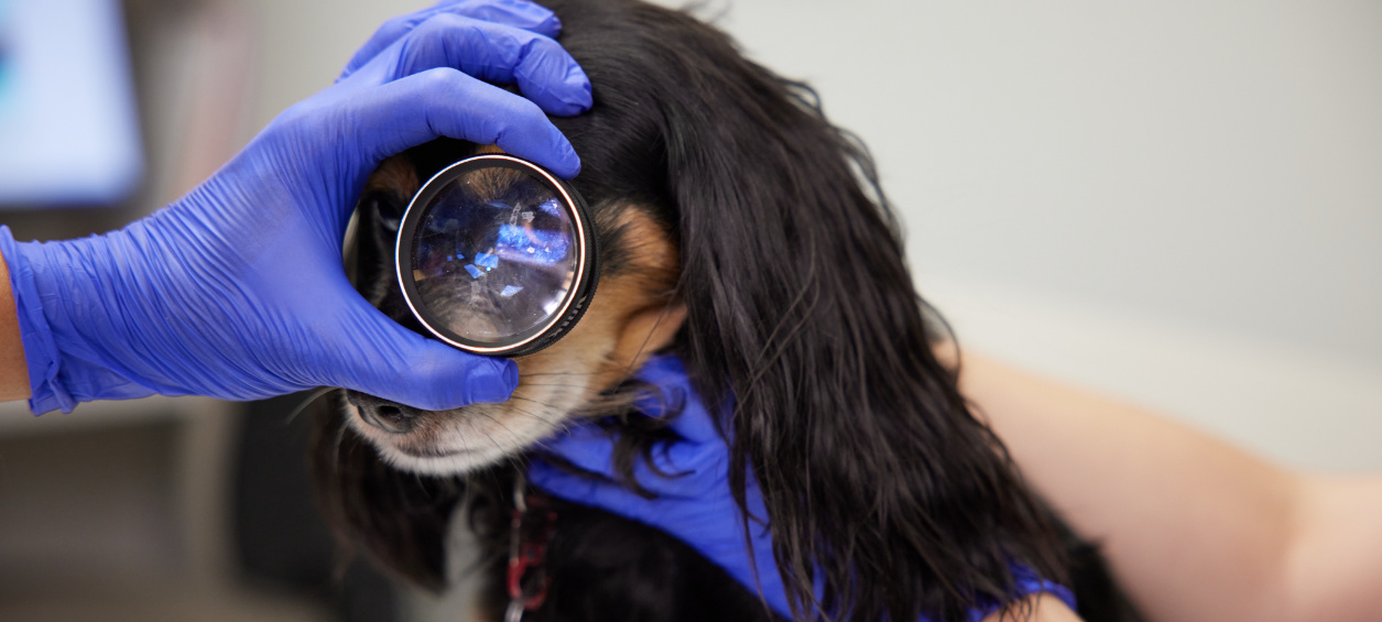 Vets Examining Dog's Eyes