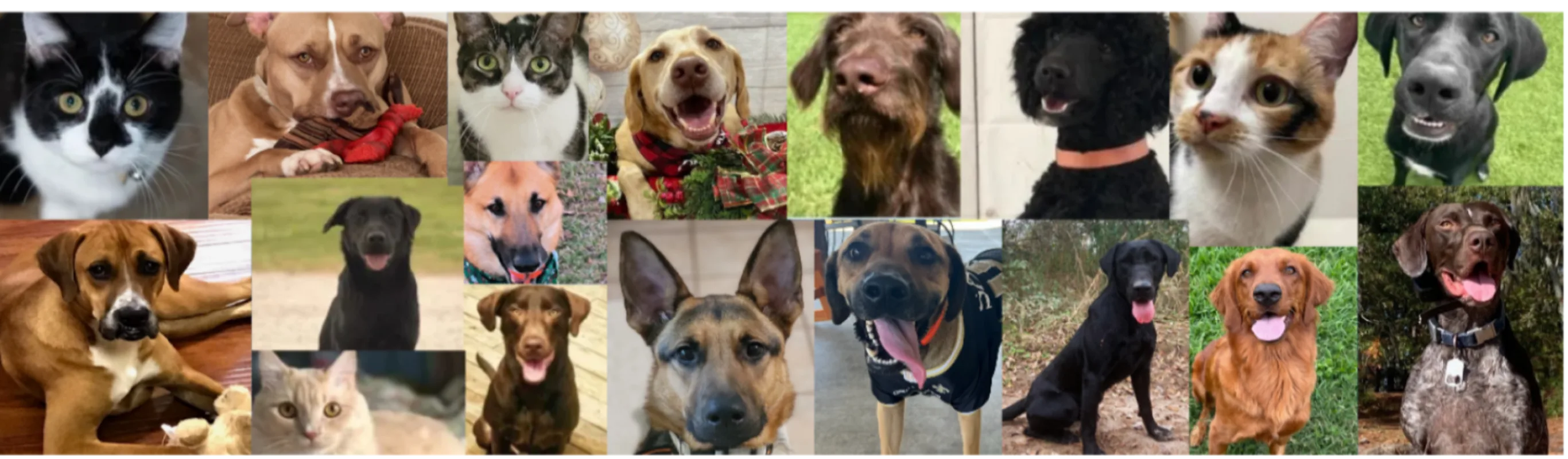 Collage of dogs who are blood bank heros Collage of dogs who are blood bank heros