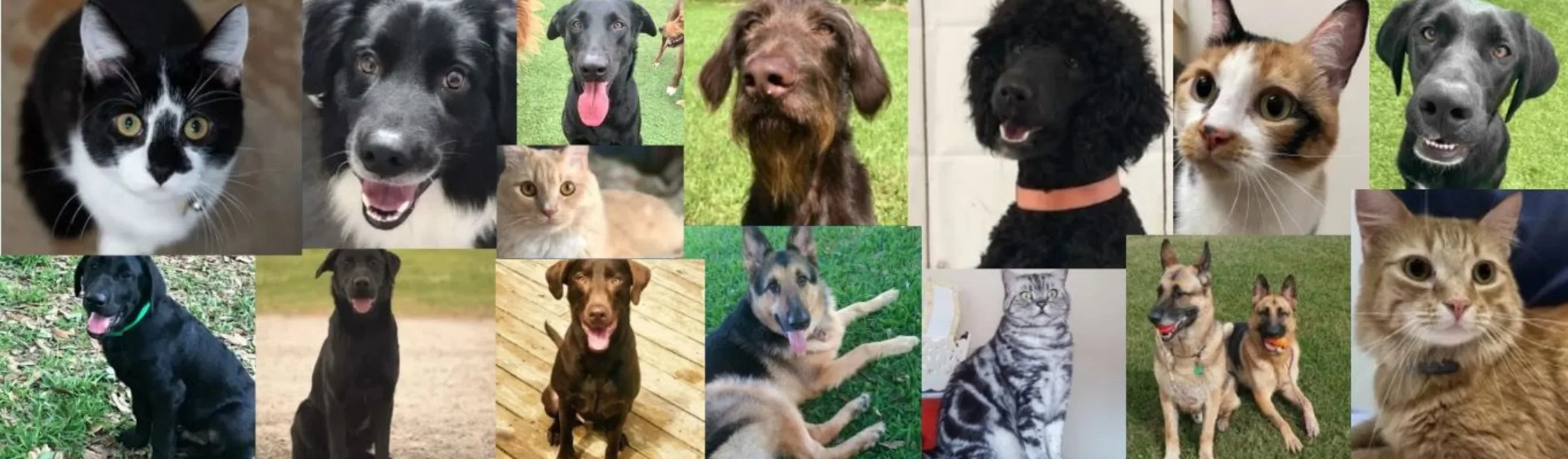 Collage of dogs who are blood bank heros 