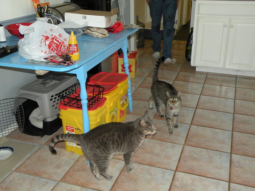 Two cats in a kitchen