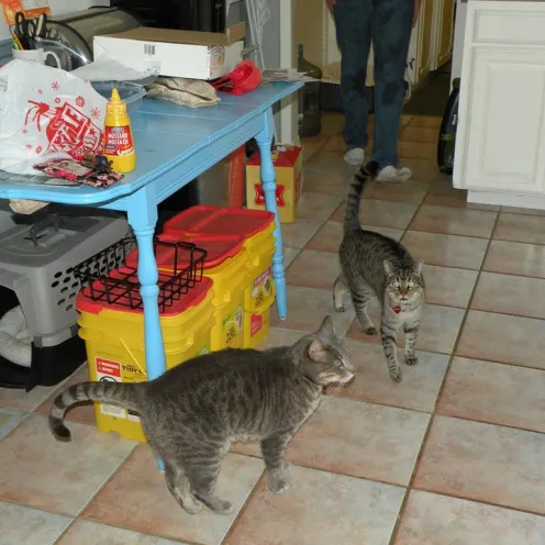 Two cats in a kitchen