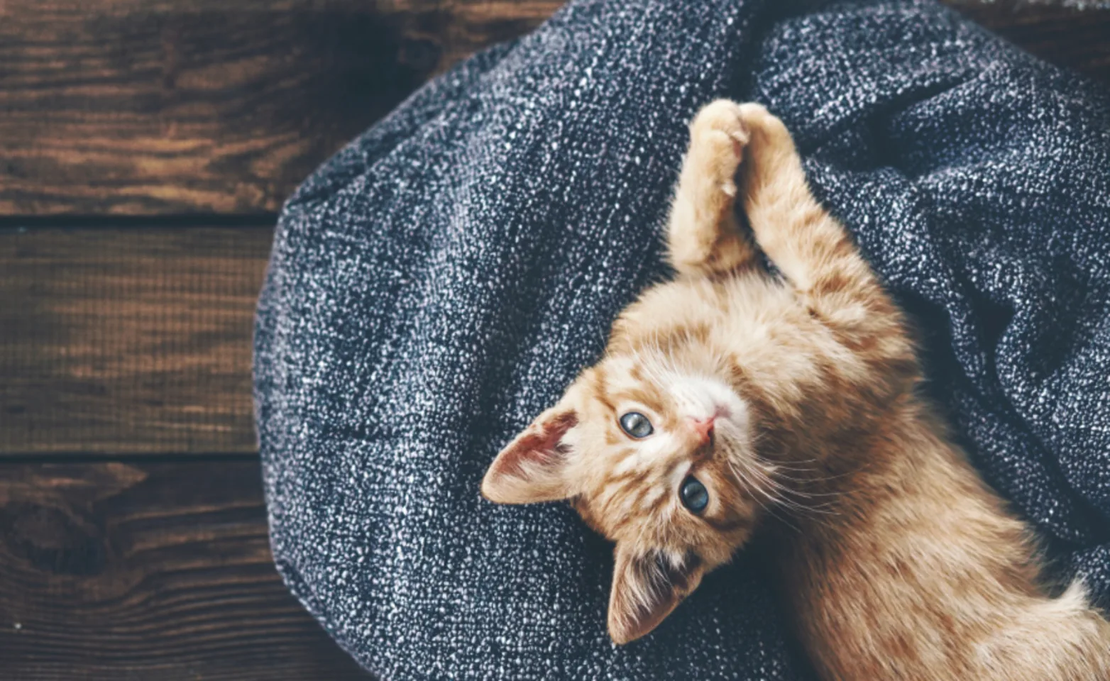 Kitten Laying on Dark Blue Blanket on Wooden Floor Kitten Laying on Dark Blue Blanket on Wooden Floor