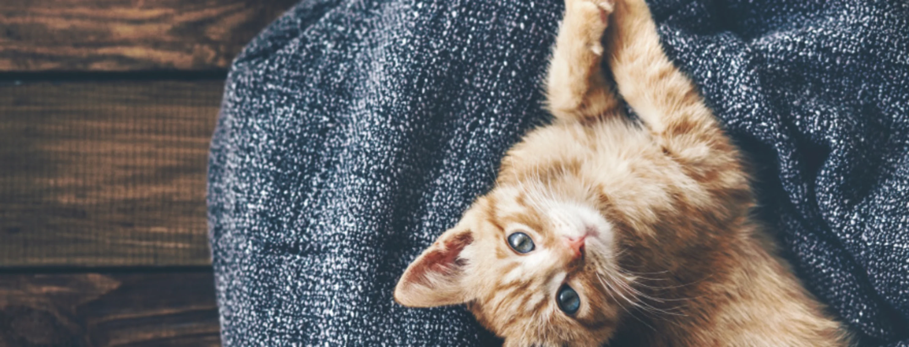 Kitten Laying on Dark Blue Blanket on Wooden Floor Kitten Laying on Dark Blue Blanket on Wooden Floor
