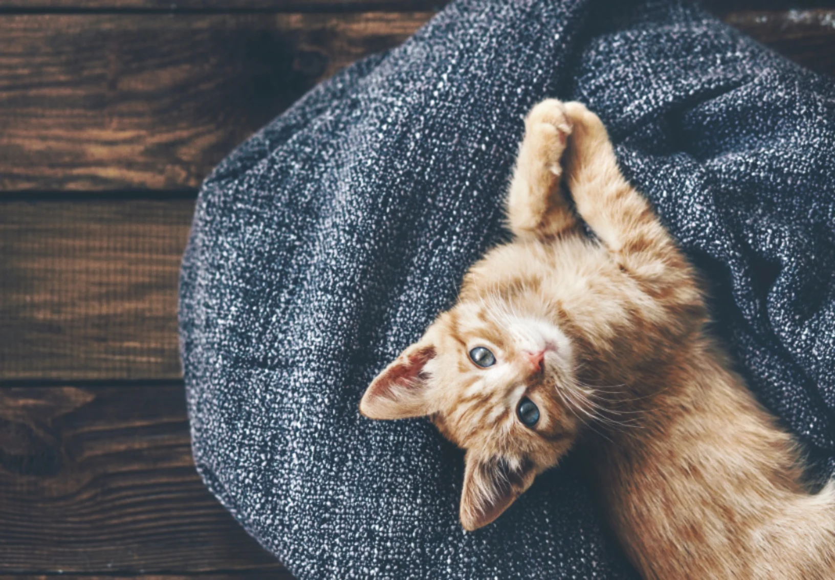 Kitten Laying on Dark Blue Blanket on Wooden Floor Kitten Laying on Dark Blue Blanket on Wooden Floor