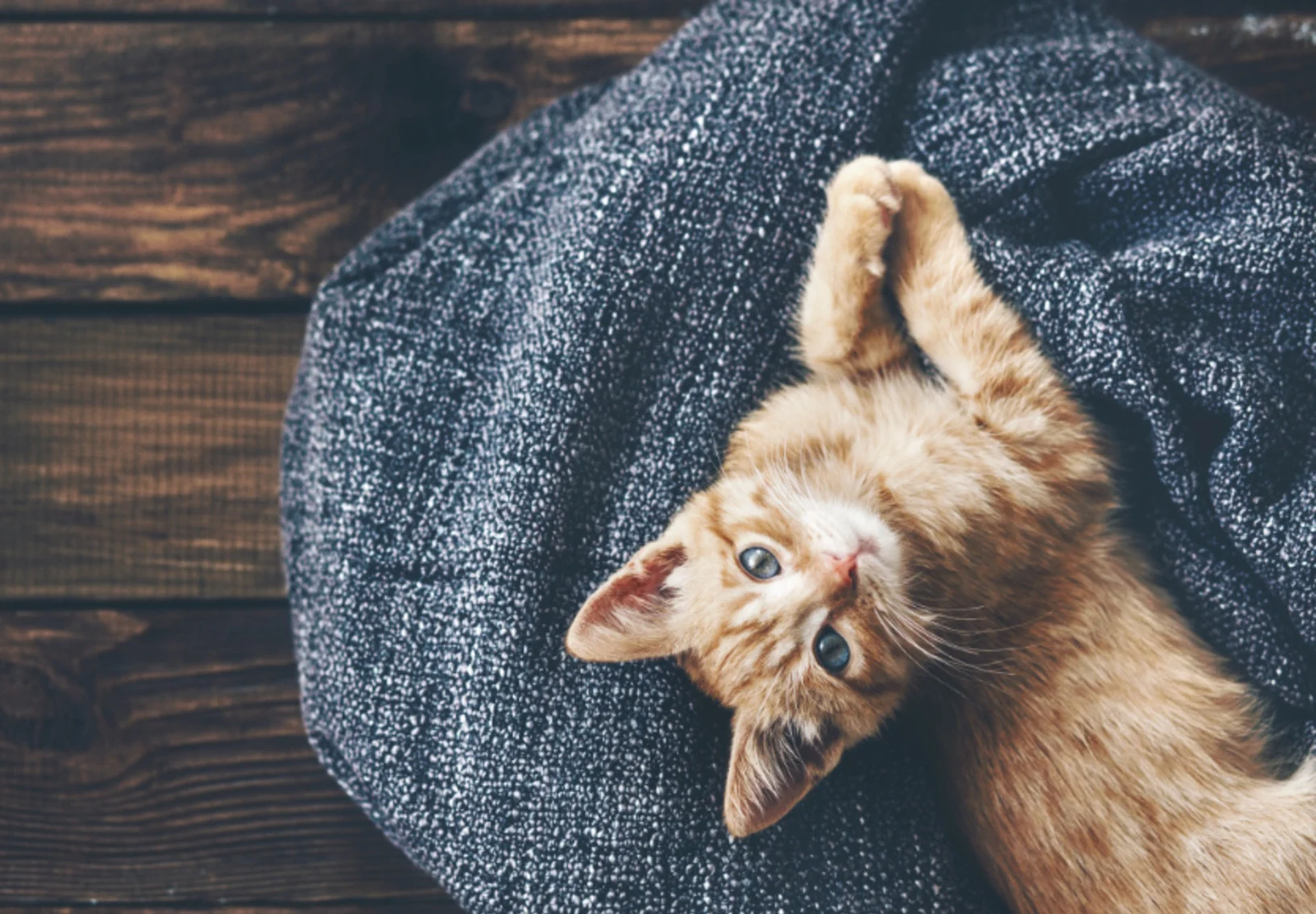 Kitten Laying on Dark Blue Blanket on Wooden Floor