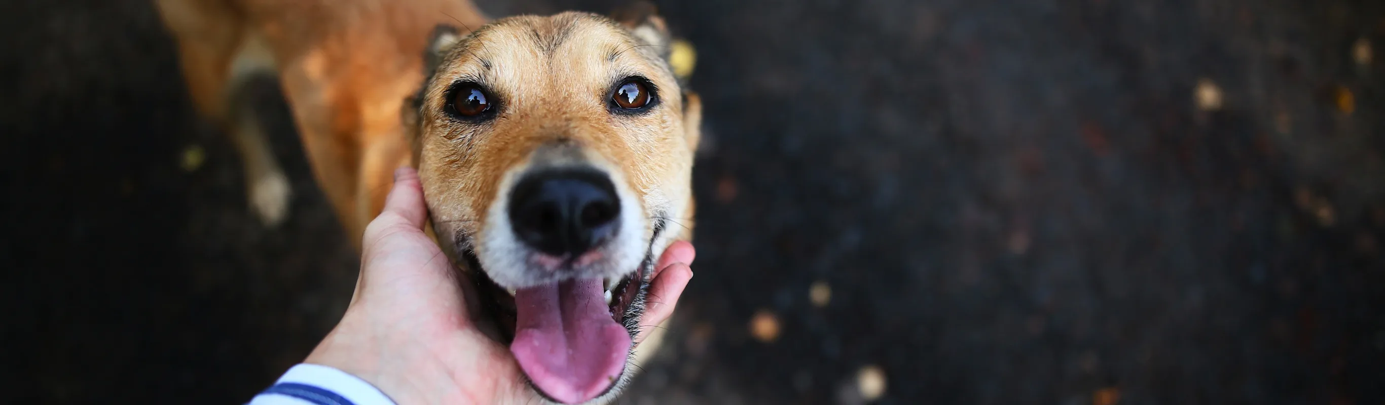 dogs face being held in person's hand dogs face being held in person's hand