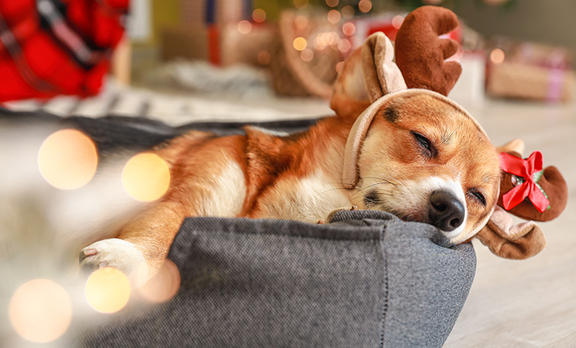 Homepage | PetSuites Erlanger