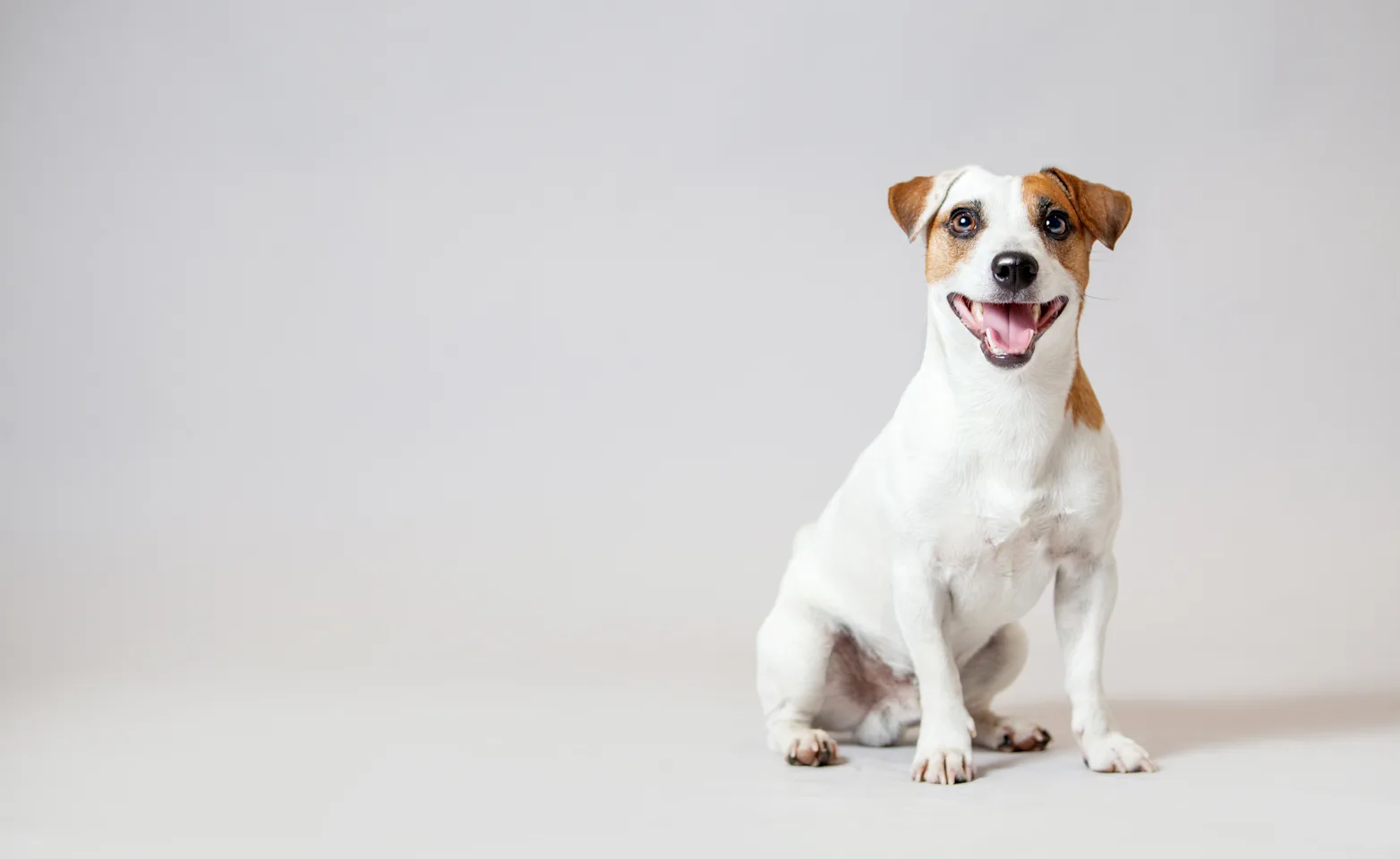 A white dog sits in front of a grey background A white dog sits in front of a grey background