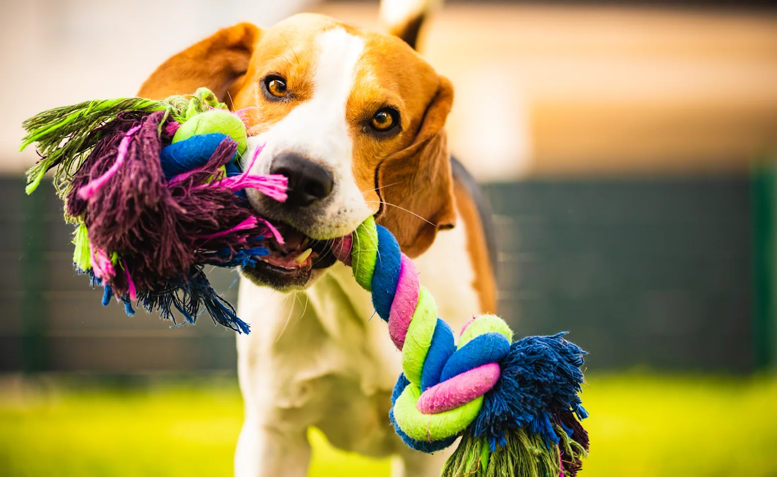 Dog playing with toy