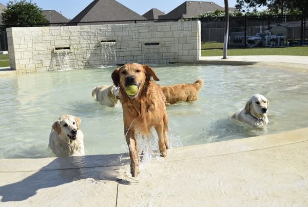 Golden retrievers playing in water