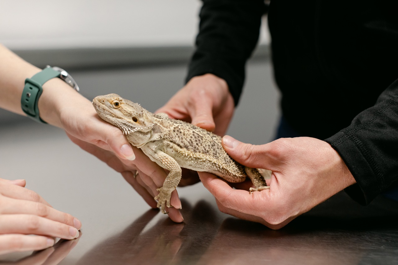 Lizard exam at All Pet Complex Veterinary Hosptal.