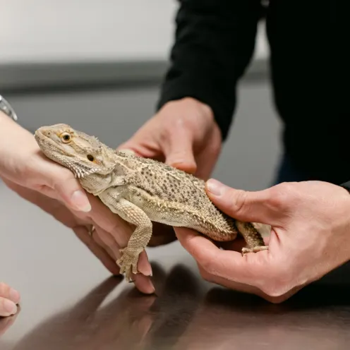 Lizard exam at All Pet Complex Veterinary Hosptal.