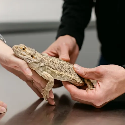 Lizard exam at All Pet Complex Veterinary Hosptal. Lizard exam at All Pet Complex Veterinary Hosptal.