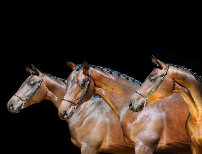 A trio of three horses standing in line in a dark studio setting.
