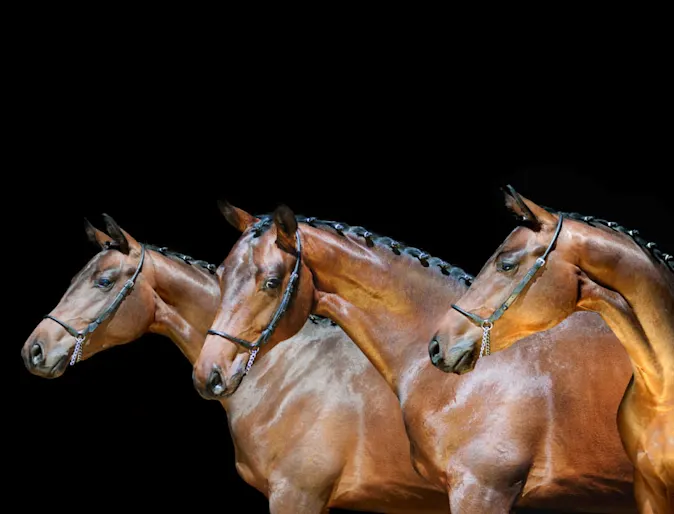 A trio of three horses standing in line in a dark studio setting.