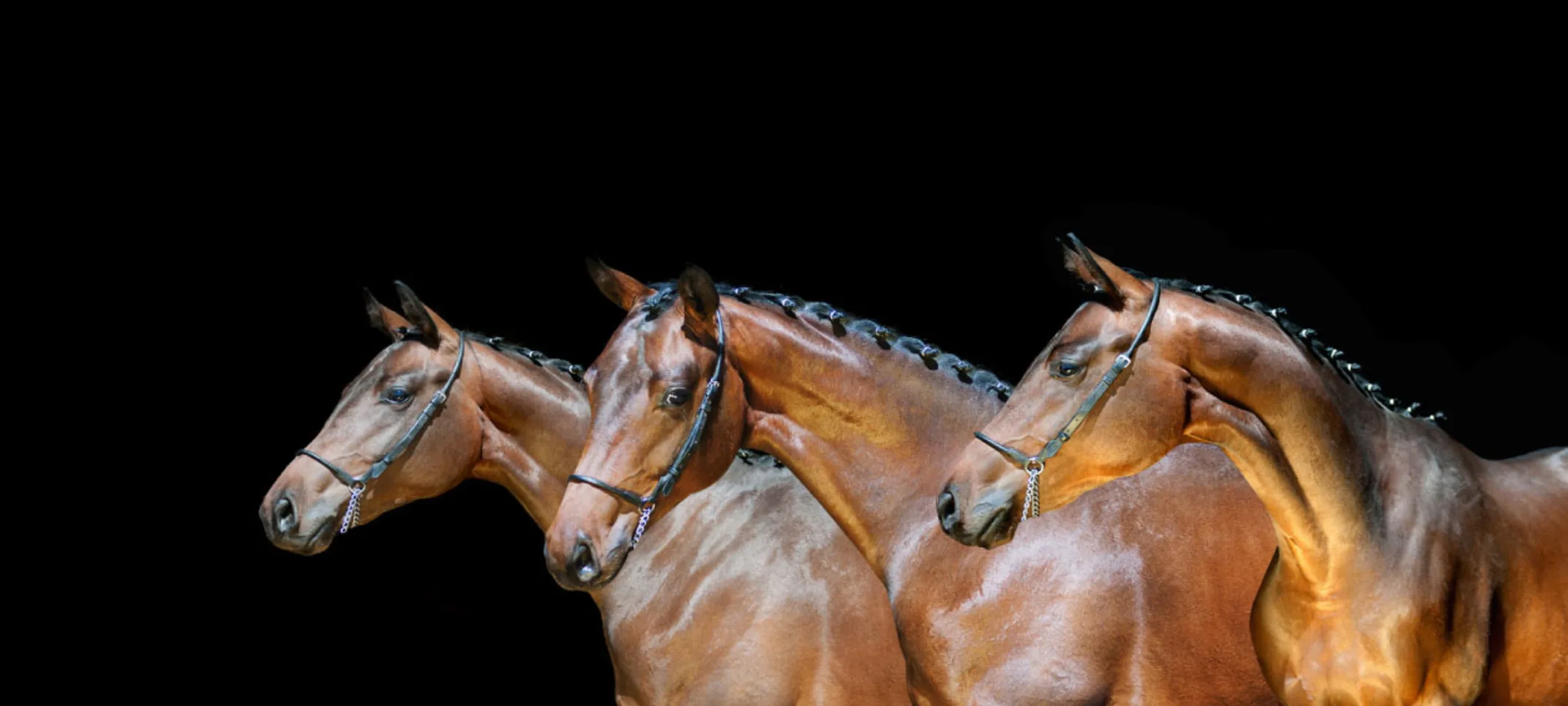 A trio of three horses standing in line in a dark studio setting. A trio of three horses standing in line in a dark studio setting.