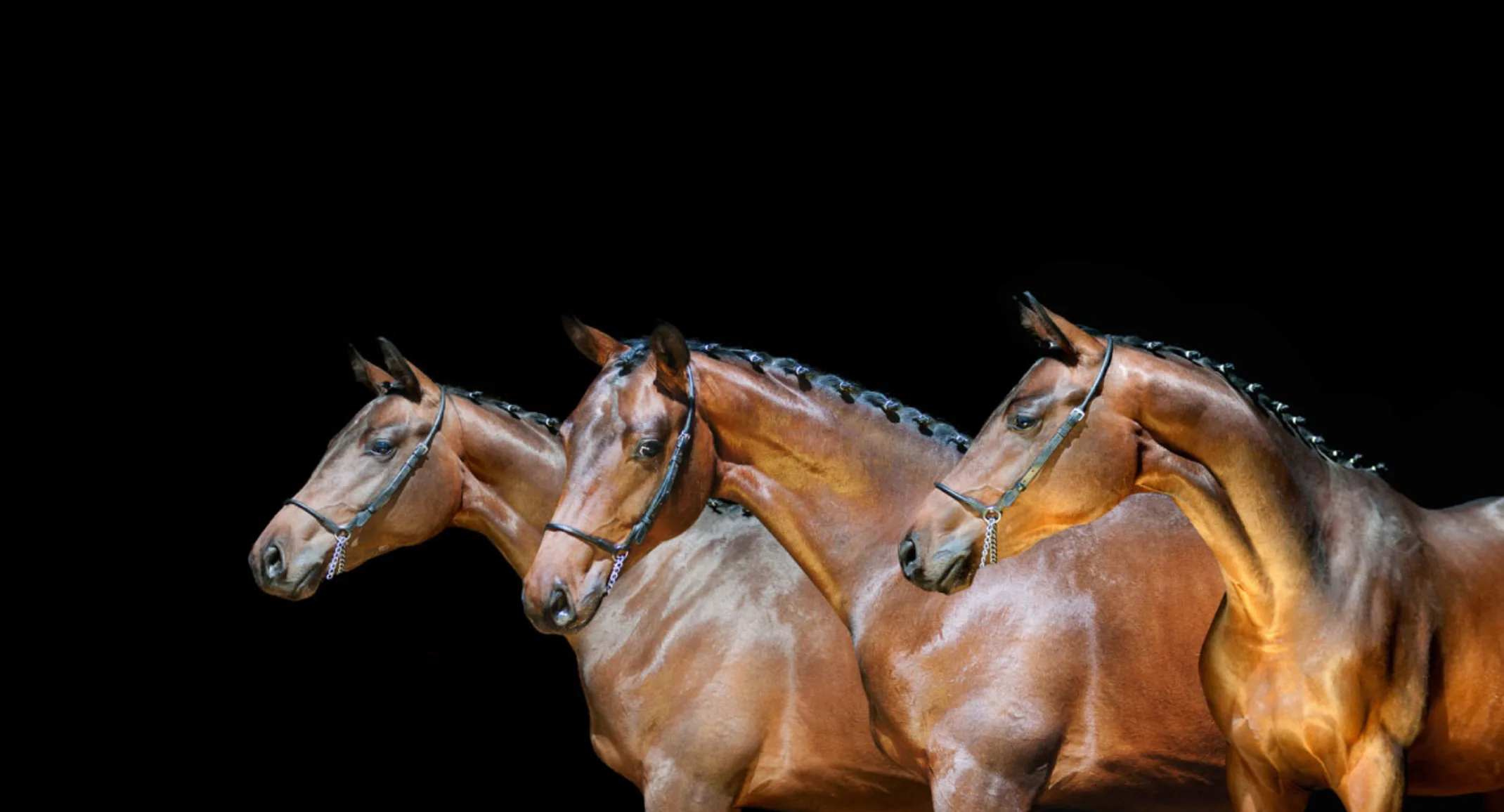 A trio of three horses standing in line in a dark studio setting.