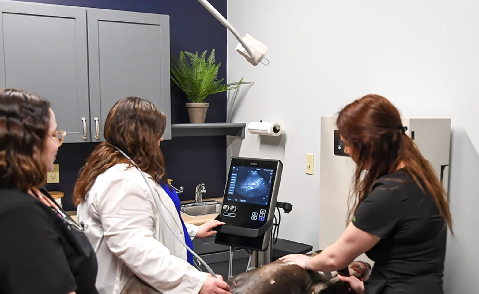 Veterinarian performing an ultrasound on a large dog Veterinarian performing an ultrasound on a large dog