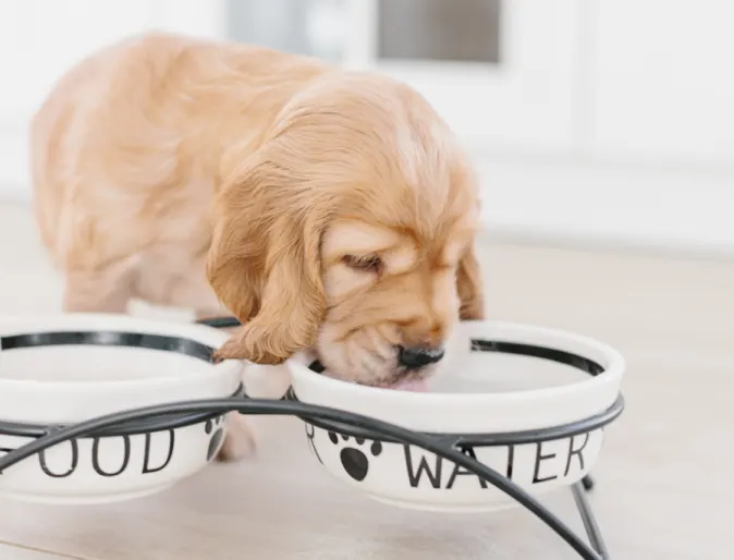 Dog drinking water