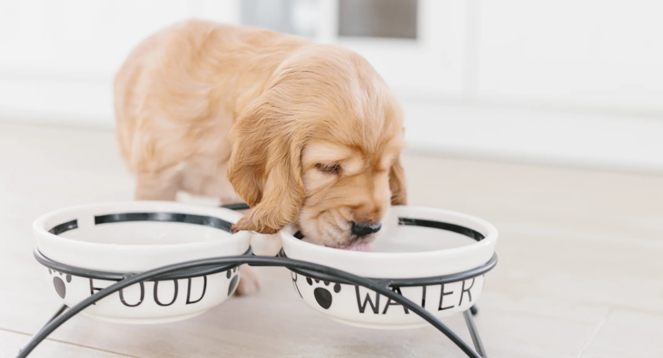 Dog drinking water Dog drinking water