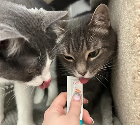 Two cats eating a treat Two cats eating a treat