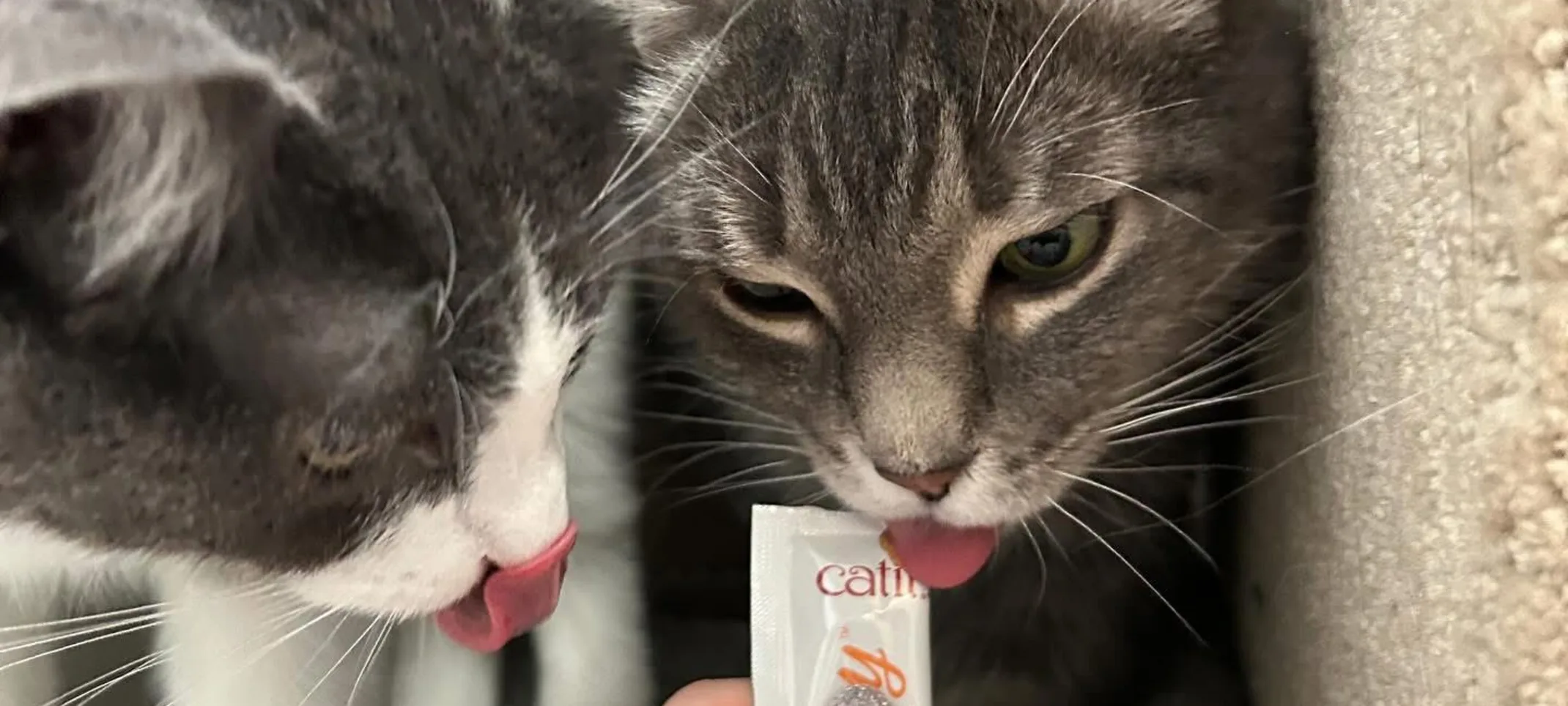 Two cats eating a treat Two cats eating a treat