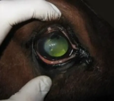 A brown horse getting an eye exam A brown horse getting an eye exam