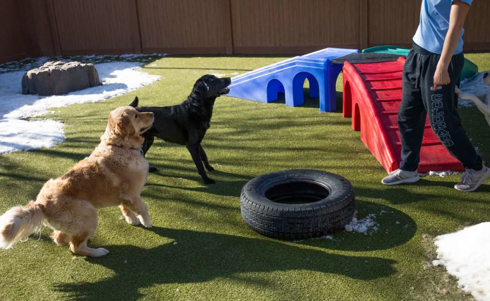 Dogs playing with man Dogs playing with man