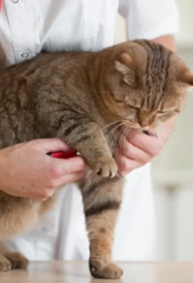 Cat getting check up checking pulse Cat getting check up checking pulse