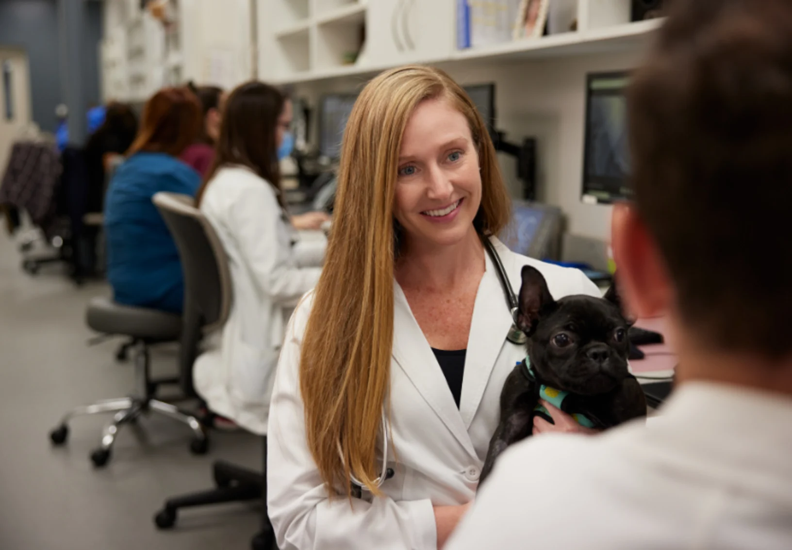 Vet holding black pug Vet holding black pug