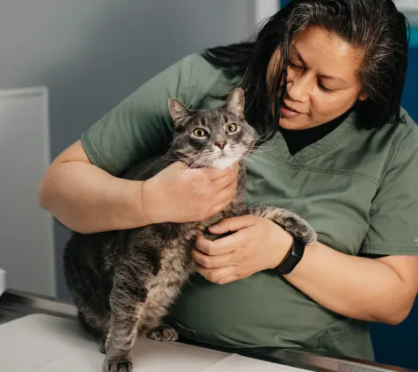 Staff member dressed in green and holding a gray brindle cat Staff member dressed in green and holding a gray brindle cat