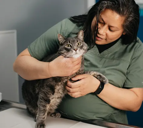 Staff member dressed in green and holding a gray brindle cat