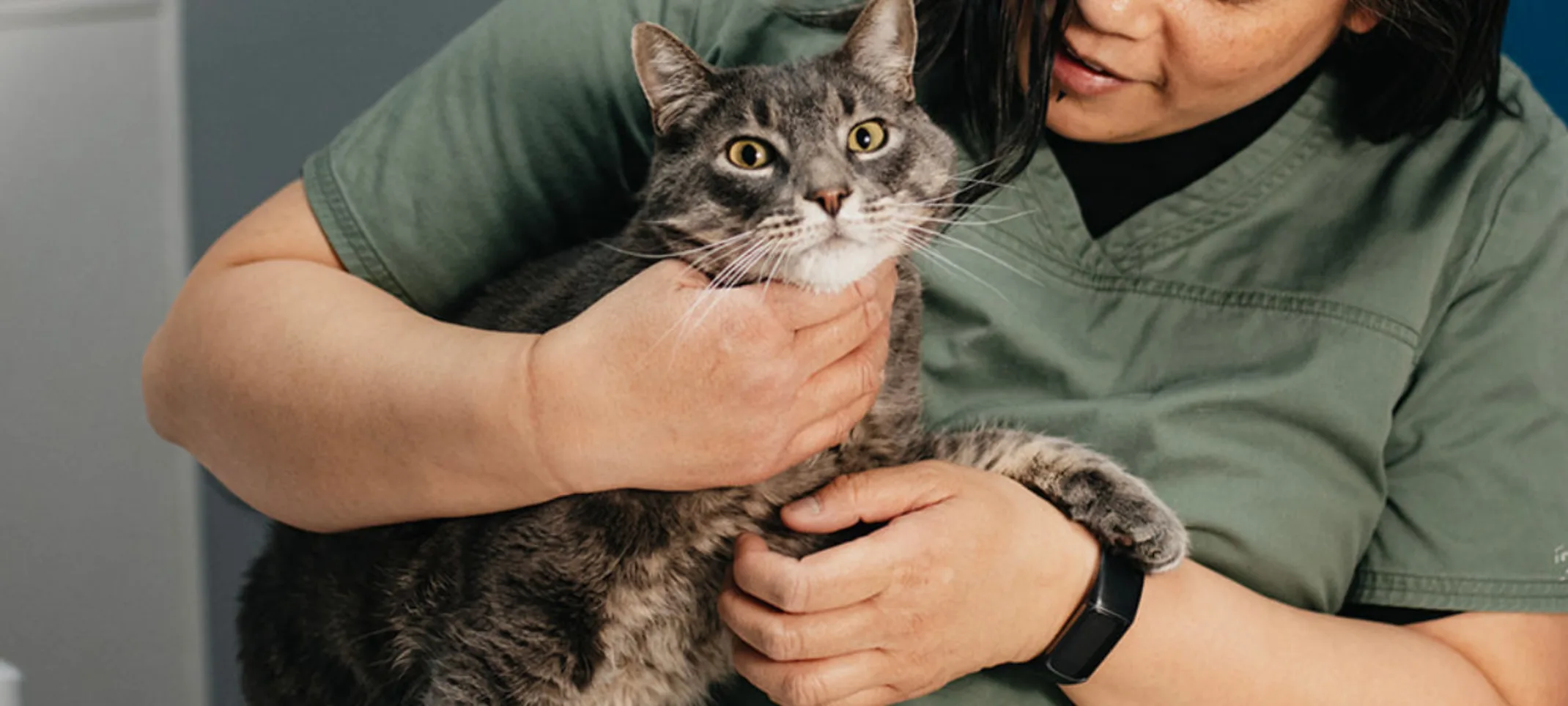 Staff member dressed in green and holding a gray brindle cat Staff member dressed in green and holding a gray brindle cat