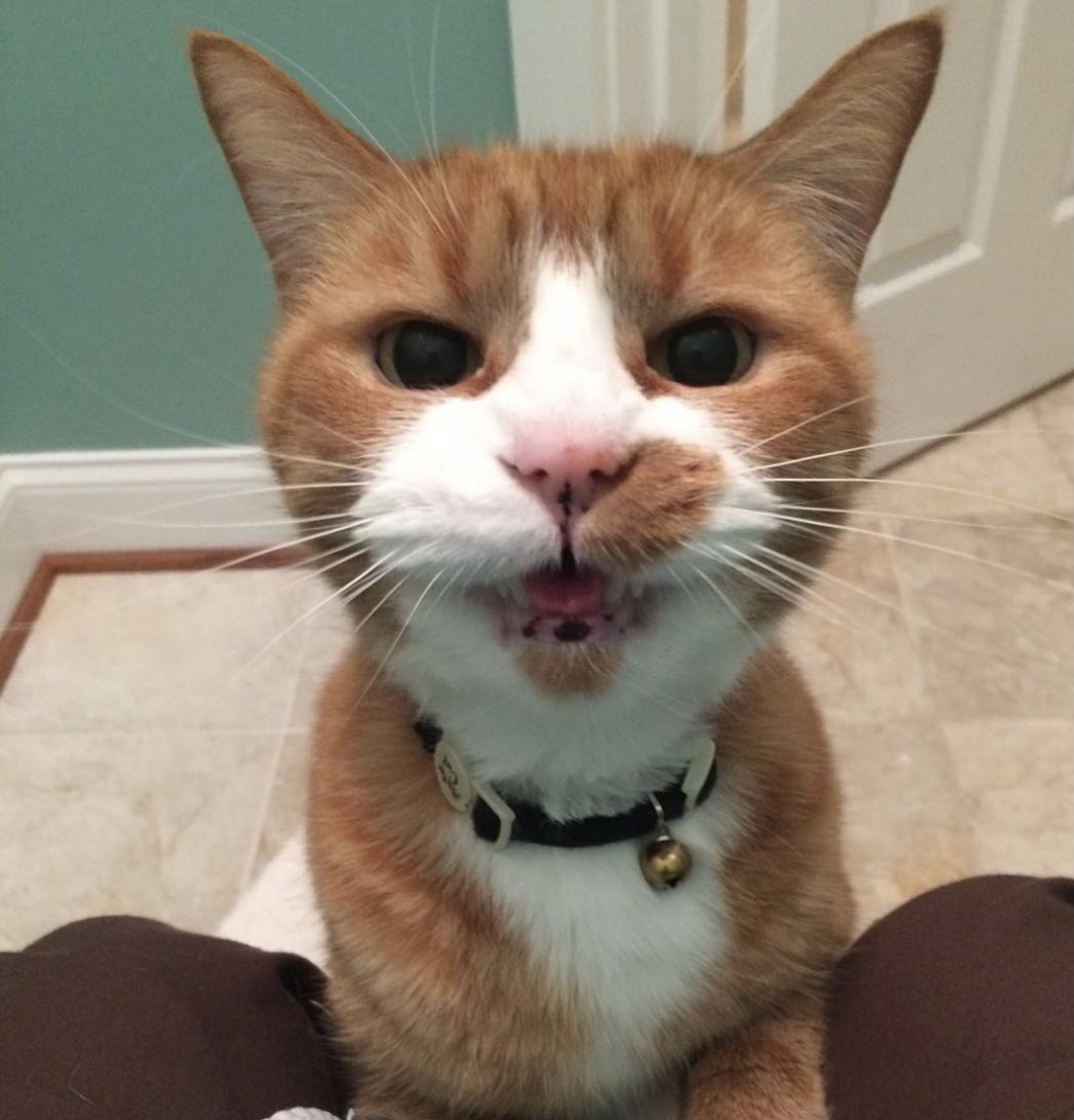 A cat is meowing at the camera