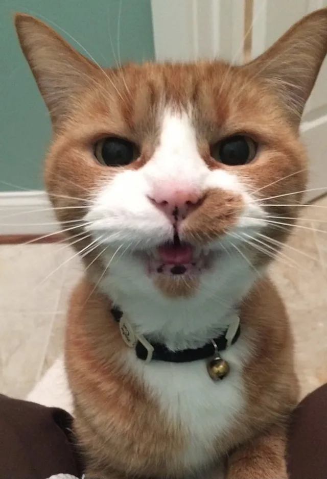 A cat is meowing at the camera A cat is meowing at the camera