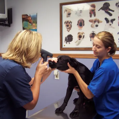 Veterinarian with ophthalmoscope giving a dog a checkup at Kind Veterinary Clinic
