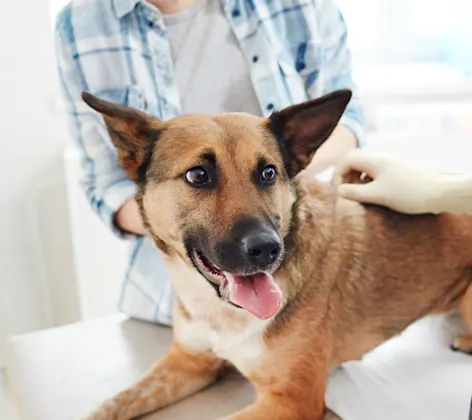 Dog getting a check up with tongue out