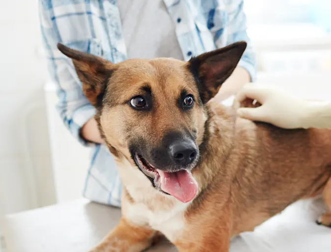 Dog getting a check up with tongue out Dog getting a check up with tongue out