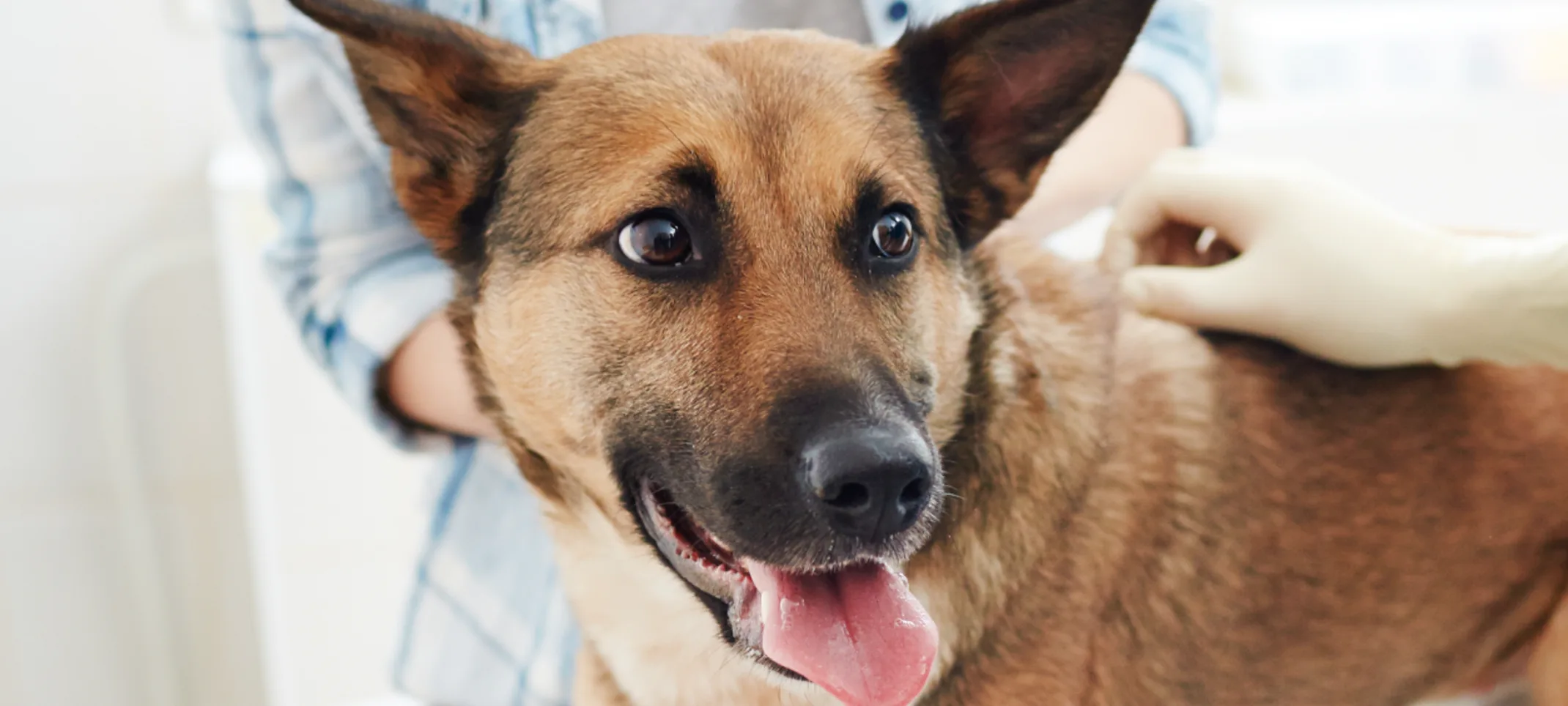 Dog getting a check up with tongue out