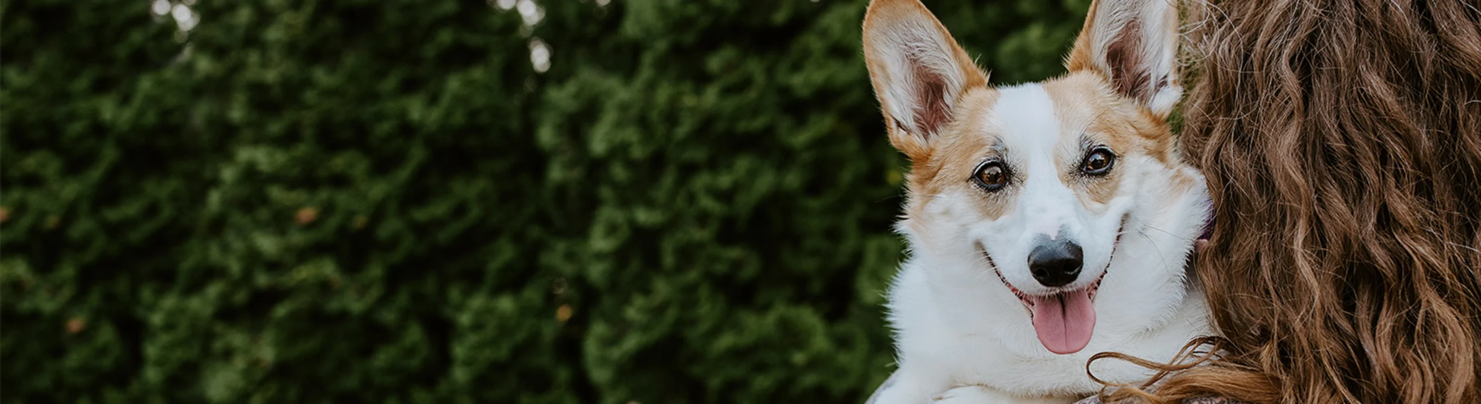 Staff holding Corgi outside Staff holding Corgi outside